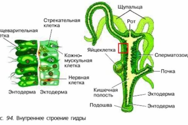 Блэк спрут магазин